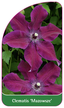 Clematis 'Mazowsze'