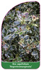 Ilex aquifolium 'Argenteomarginata'