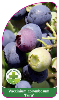 Vaccinium corymbosum 'Puru'
