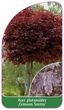 Acer platanoides ,Crimson Sentry'