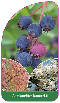 Amelanchier lamarckii