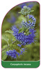 Caryopteris incana
