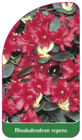 Rhododendron repens