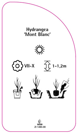 Hortensia 'Mont Blanc'