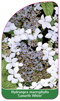 Hydrangea macrophylla 'Lanarth White'