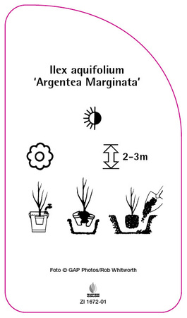 Ilex aquifolium 'Argentea Marginata'