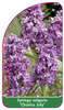 Syringa vulgaris 'Charles Joly'