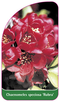 Chaenomeles speciosa 'Rubra'