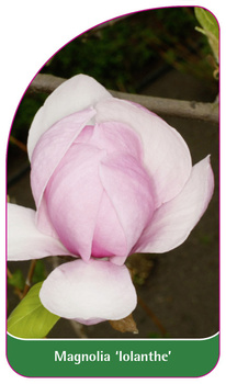 Magnolia 'Iolanthe'