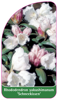 Rhododendron yakushimanum 'Schneekissen'