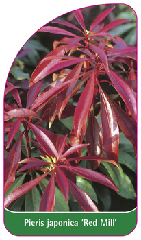 Pieris japonica 'Red Mill'