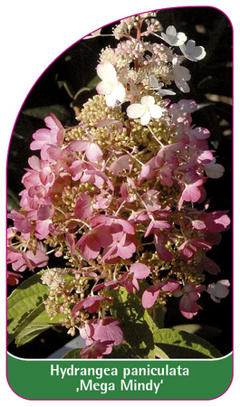 Hydrangea paniculata 'Mega Mindy'