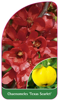 Chaenomeles 'Texas Scarlet'