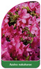 Azalea nakaharae