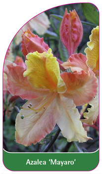 Azalea 'Mayaro'