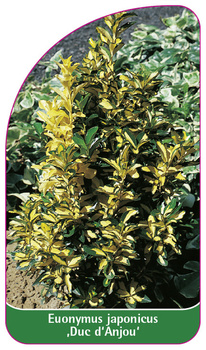 Euonymus japonicus 'Duc d'Anjou'