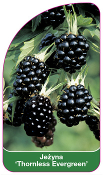 Jezyna 'Thornless Evergreen'