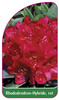 Rhododendron-Hybride, rot