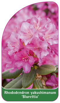Rhododendron yakushimanum 'Bluerettia'