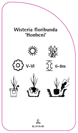 Wisteria floribunda 'Honbeni'