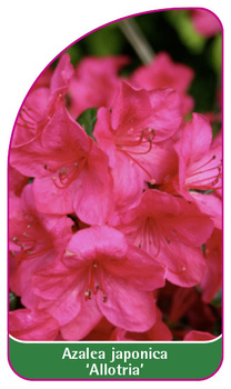 Azalea japonica 'Allotria'