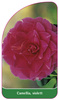 Camellia, violett