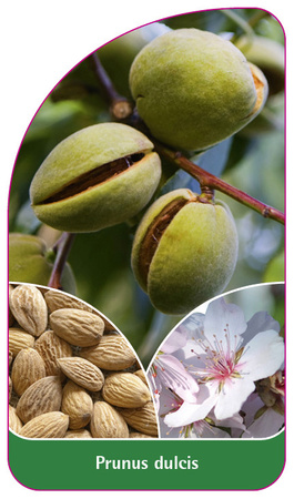 Prunus dulcis