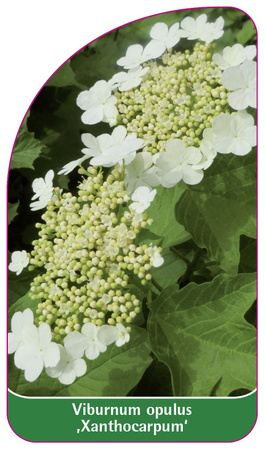 Viburnum opulus 'Xanthocarpum'