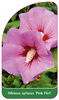 Hibiscus syriacus 'Pink Flirt'