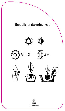 Buddleia davidii, rot