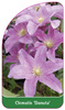 Clematis 'Danuta'