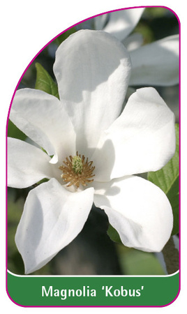 Magnolia 'Kobus'