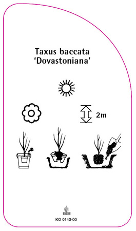 Taxus baccata 'Dovastoniana'