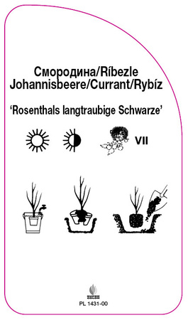 Porzeczka 'Rosenthals langtraubige Schwarze'