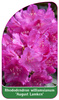 Rhododendron williamsianum 'August Lamken'