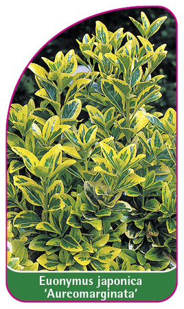 Euonymus japonica 'Aureomarginata'