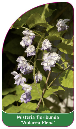 Wisteria floribunda 'Violeacea Plena'