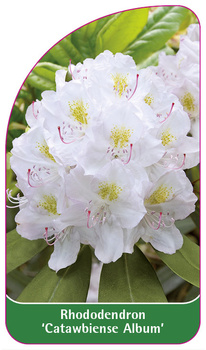 Rhododendron 'Catawbiense Album'