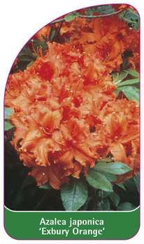 Azalea japonica 'Exbury Orange'