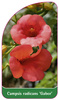 Campsis radicans 'Gabor'