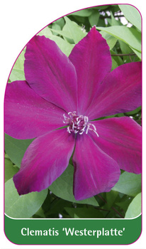 Clematis 'Westerplatte'