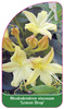 Rhododendron viscosum 'Lemon Drop'