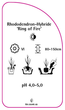 Rhododendron-Hybride 'Ring of  Fire'