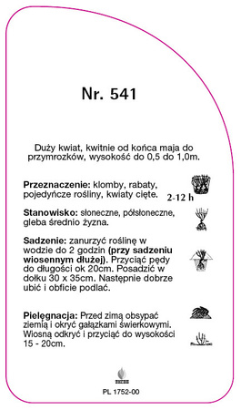 Róza wielkokwiatowa 'Mister Lincoln' Nr. 541