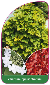 Viburnum opulus 'Nanum'