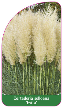 Cortaderia selloana 'Evita'