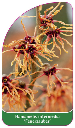 Hamamelis intermedia 'Feuerzauber'