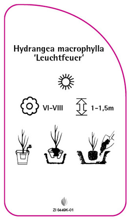 Hydrangea macrophylla 'Leuchtfeuer'