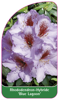 Rhododendron-Hybride 'Blue Lagoon'