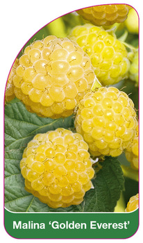 Malina 'Golden Everest'